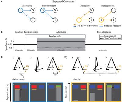 Explicit Control of Step Timing During Split-Belt Walking Reveals Interdependent Recalibration of Movements in Space and Time